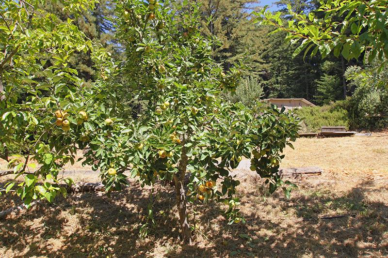 165 Old Ranch Road Woodside, CA 94062 - Photo 56 of 60 a view of a tree with a yard