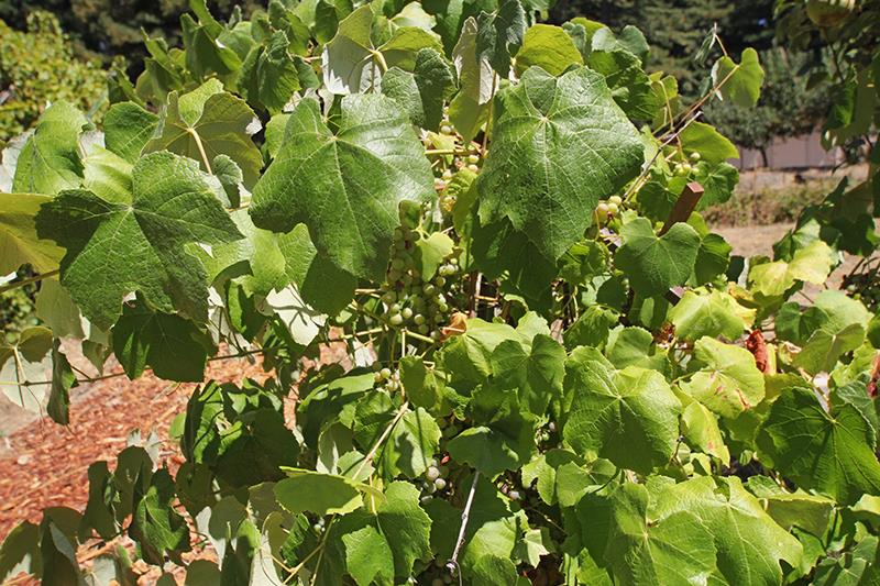 165 Old Ranch Road Woodside, CA 94062 - Photo 60 of 60 a view of a plant