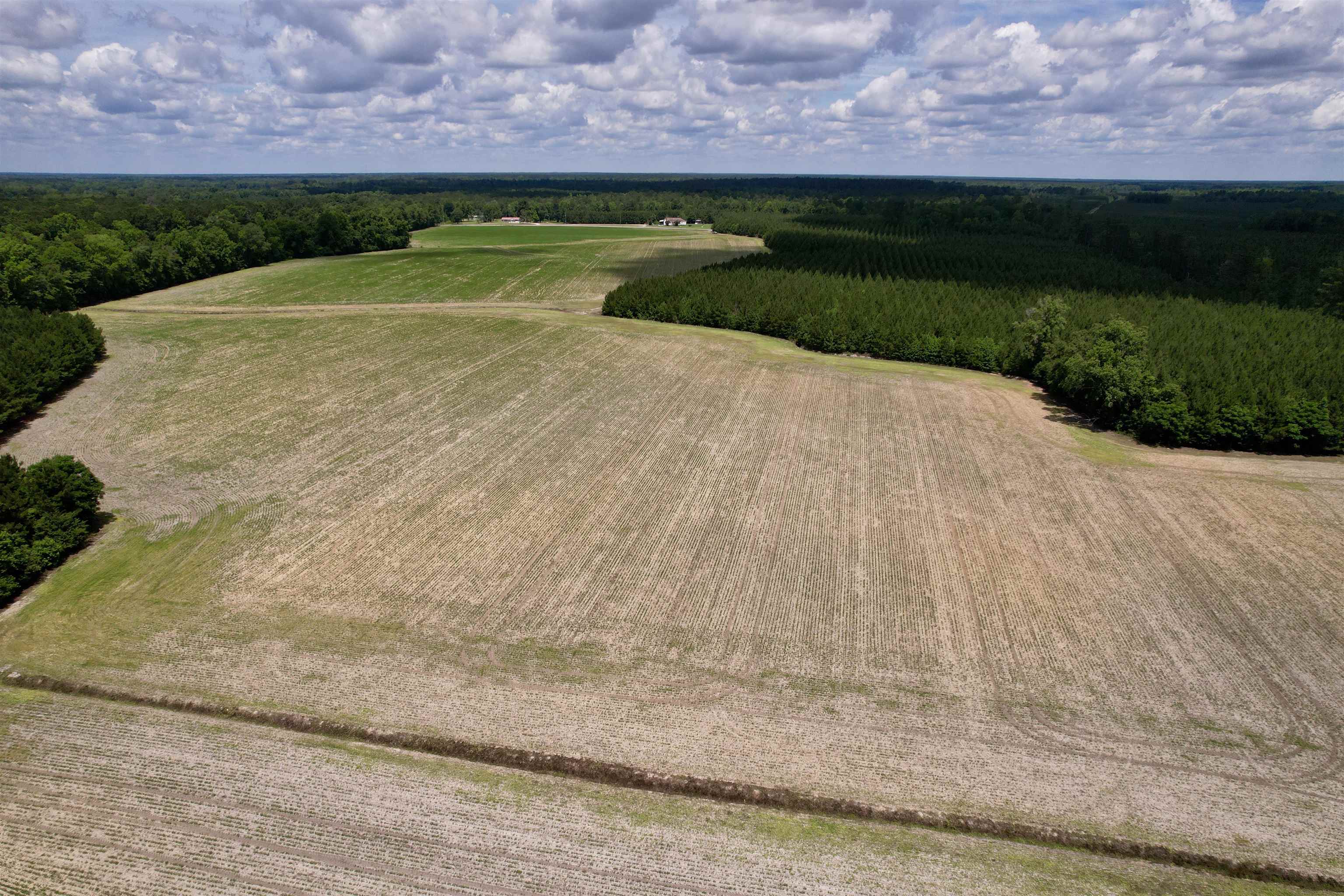 83.03-acres - Birch Creek Road Andrews, SC 29510 - Photo 10 of 25