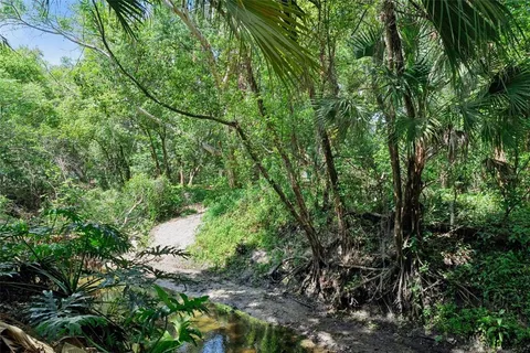 a view of a lush green forest