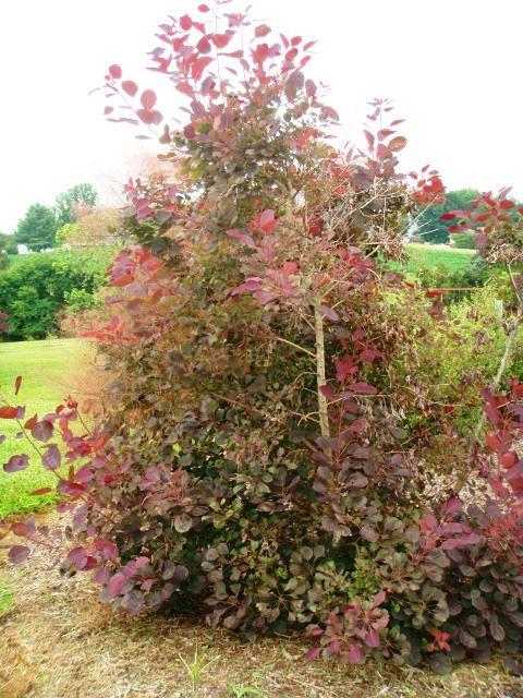 170 Bonbrook Road Wirtz, VA 24184 - Photo 30 of 39 More Color in the Landscape