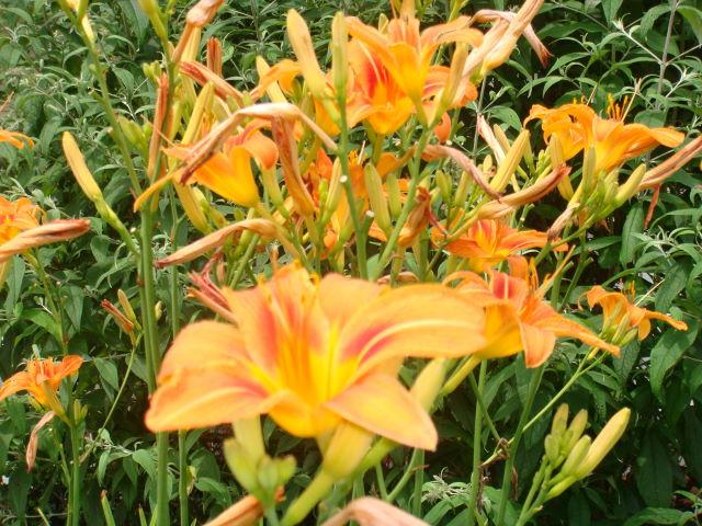 170 Bonbrook Road Wirtz, VA 24184 - Photo 31 of 39 Daylilies