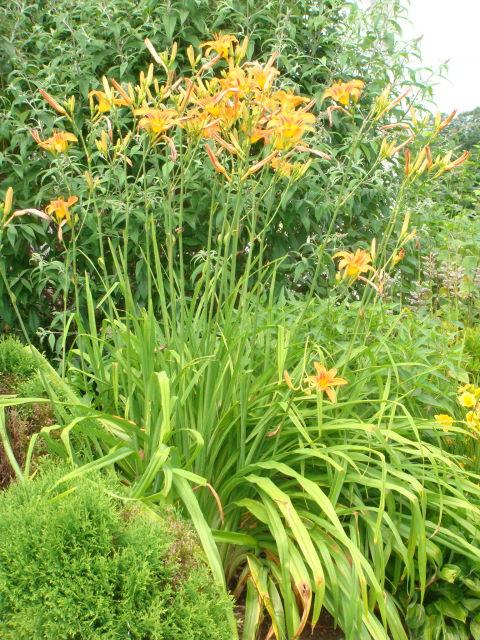 170 Bonbrook Road Wirtz, VA 24184 - Photo 32 of 39 More Daylilies