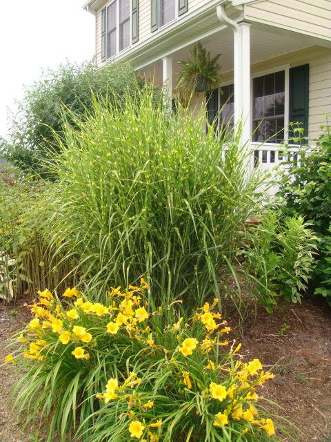170 Bonbrook Road Wirtz, VA 24184 - Photo 33 of 39 Pampas Grasses