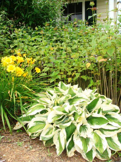 170 Bonbrook Road Wirtz, VA 24184 - Photo 34 of 39 Hostas