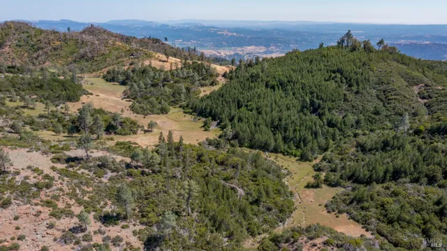 a view of a forest with a lush green hillside