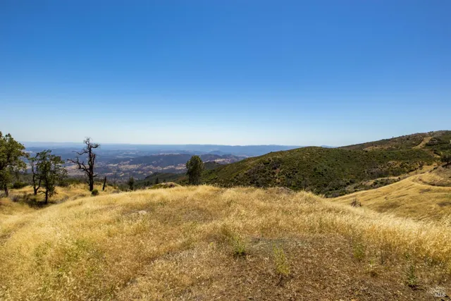 a view of a yard with plants and large trees