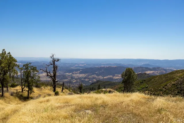 a view of a yard with a tree