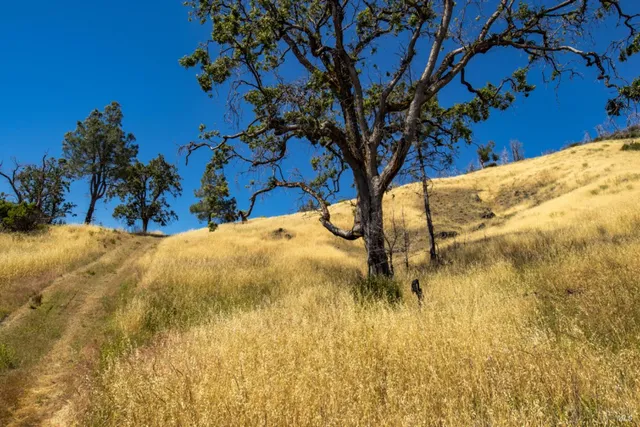 a view of a plant in a garden