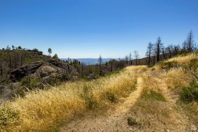 a view of a yard with a tree