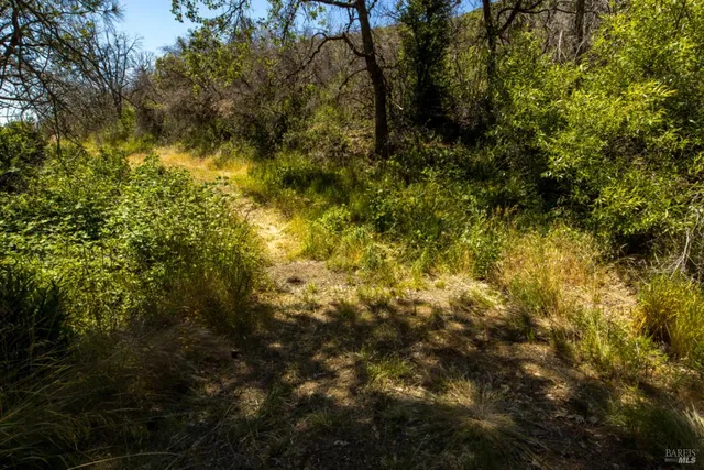 a view of a yard with trees