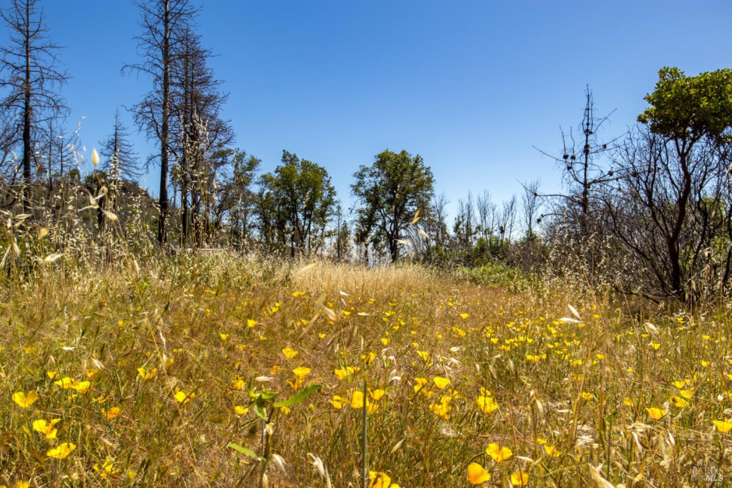 0 Pine Flat Road Calistoga, CA 94515 - Photo 43 of 59