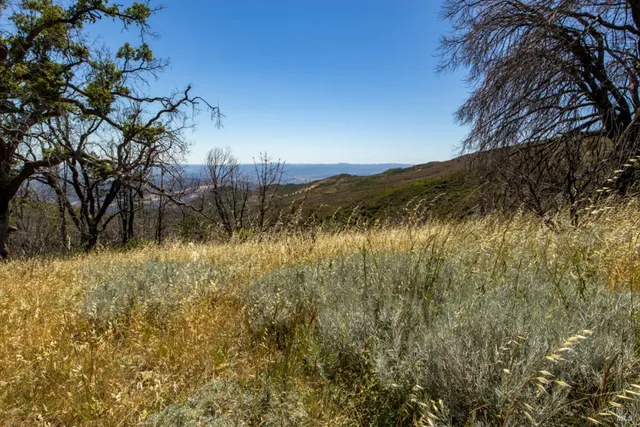 a view of a yard with trees