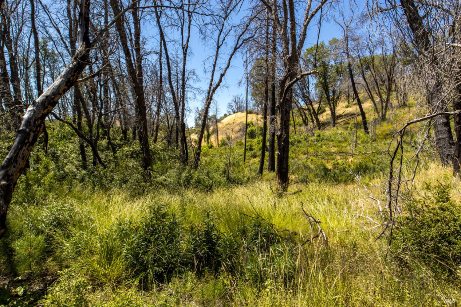 0 Pine Flat Road Calistoga, CA 94515 - Photo 51 of 59 a view of yard along with trees