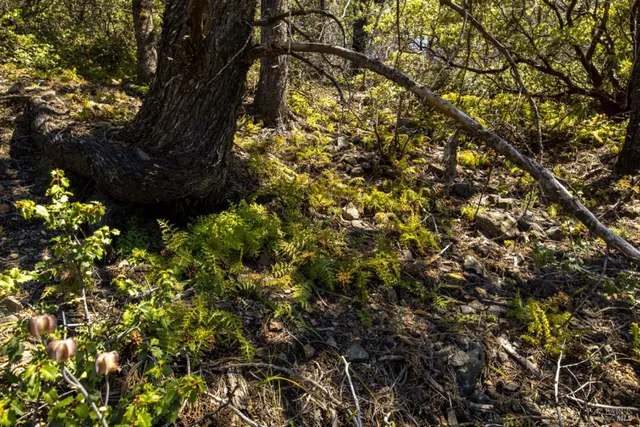 $799,000 | 0 Pine Flat Road, Calistoga, CA 94515