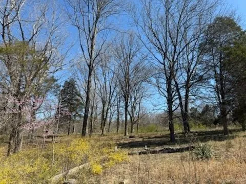 a view of a yard with trees