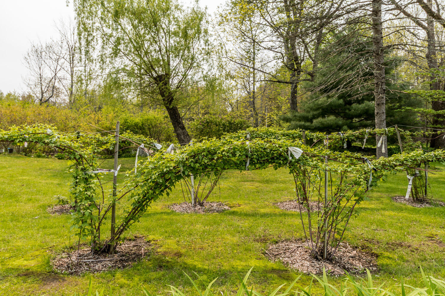 93 Kendall Corner Road Belfast, ME 04915 - Photo 19 of 23 20190531ms-84044