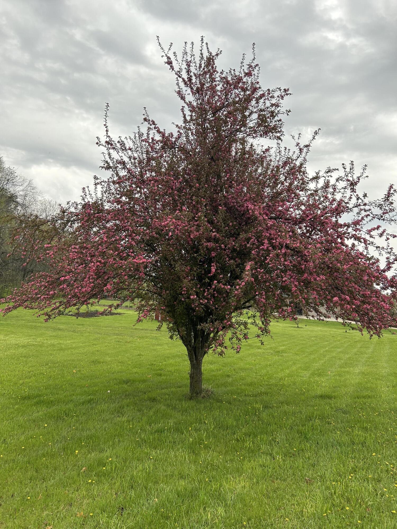 10311 Warner Road Milan, MI 48160 - Photo 60 of 84 Crabapple tree (April 2026)