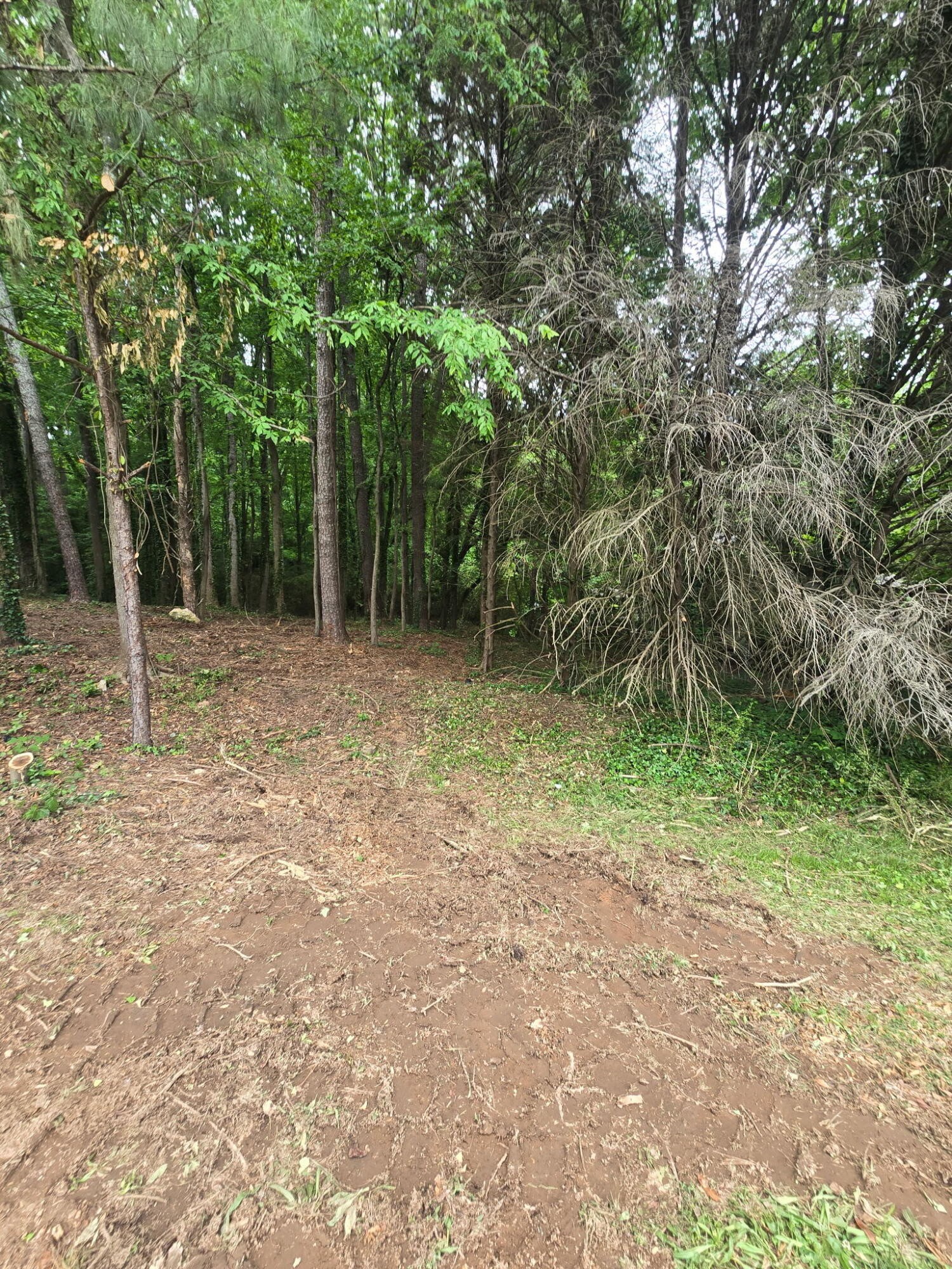 35 Ryman Ridge Road Dalton, GA 30720 - Photo 3 of 6 Gallery Image 3