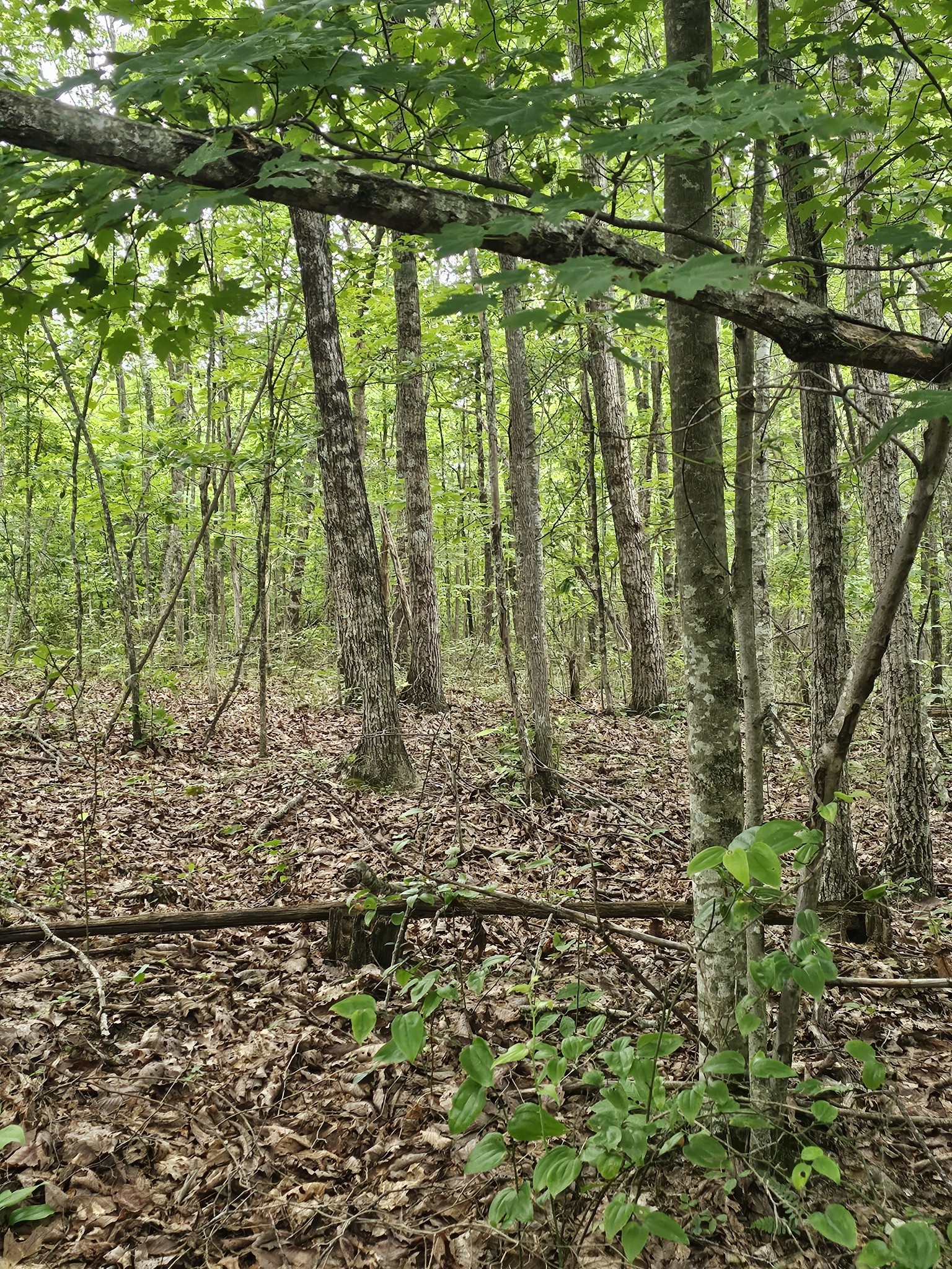 a large room with trees in the background