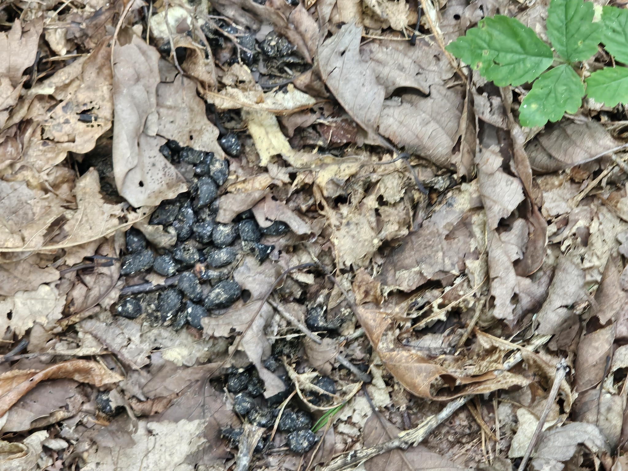 0 Company Farm Road Coalmont, TN 37313 - Photo 4 of 5 a view of plant in a garden