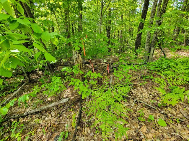 $210,000 | 184 Schoolhouse Road, Unit LOT #2, Jamaica, VT 05343