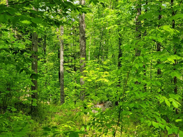 $210,000 | 184 Schoolhouse Road, Unit LOT #2, Jamaica, VT 05343