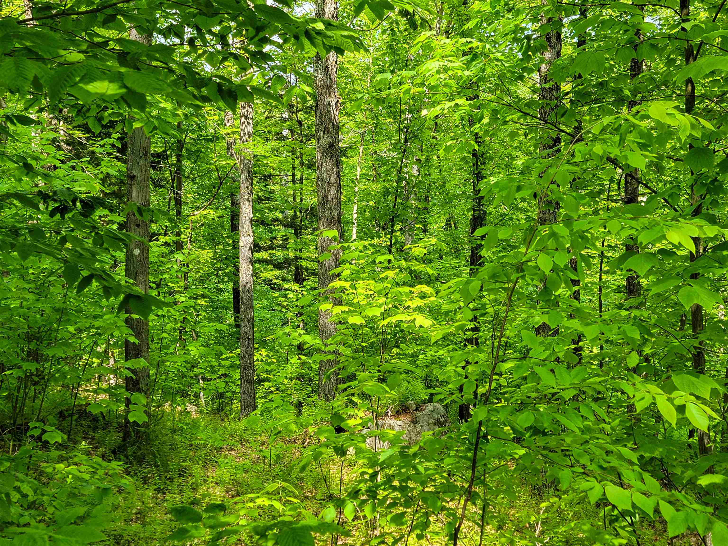 184 Schoolhouse Road, Unit LOT #2 Jamaica, VT 05343 - Photo 34 of 46
