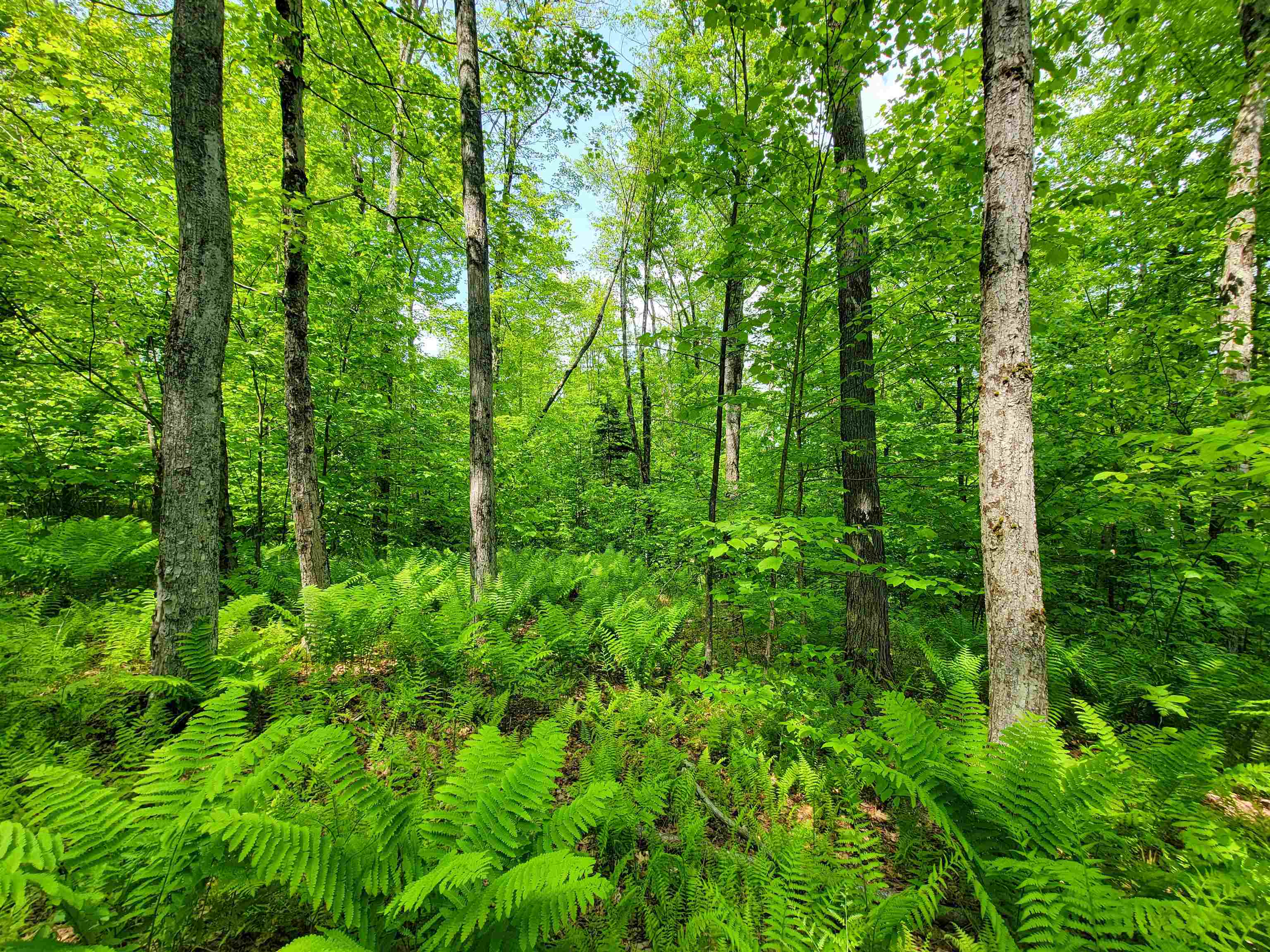 184 Schoolhouse Road, Unit LOT #2 Jamaica, VT 05343 - Photo 10 of 46