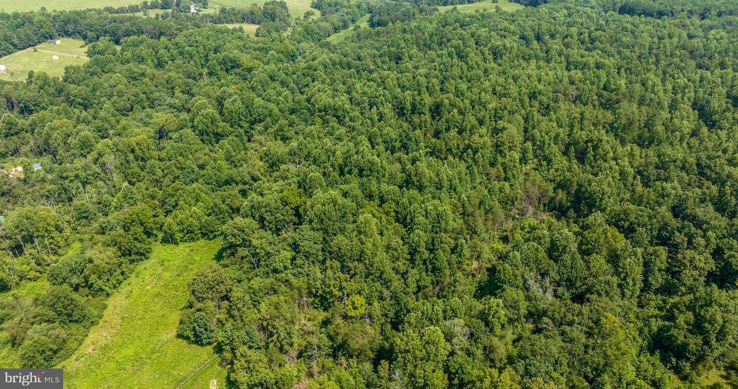 a view of a lush green forest