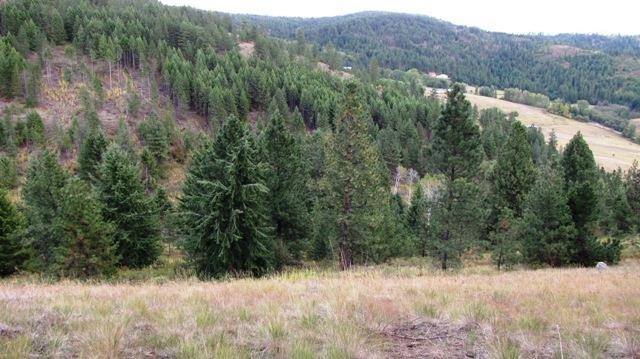 2967 X Marx Road Rice, WA 99167 - Photo 3 of 19