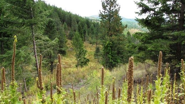 2967 X Marx Road Rice, WA 99167 - Photo 7 of 19