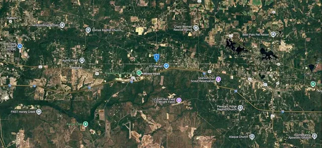 a view of a tree in a forest