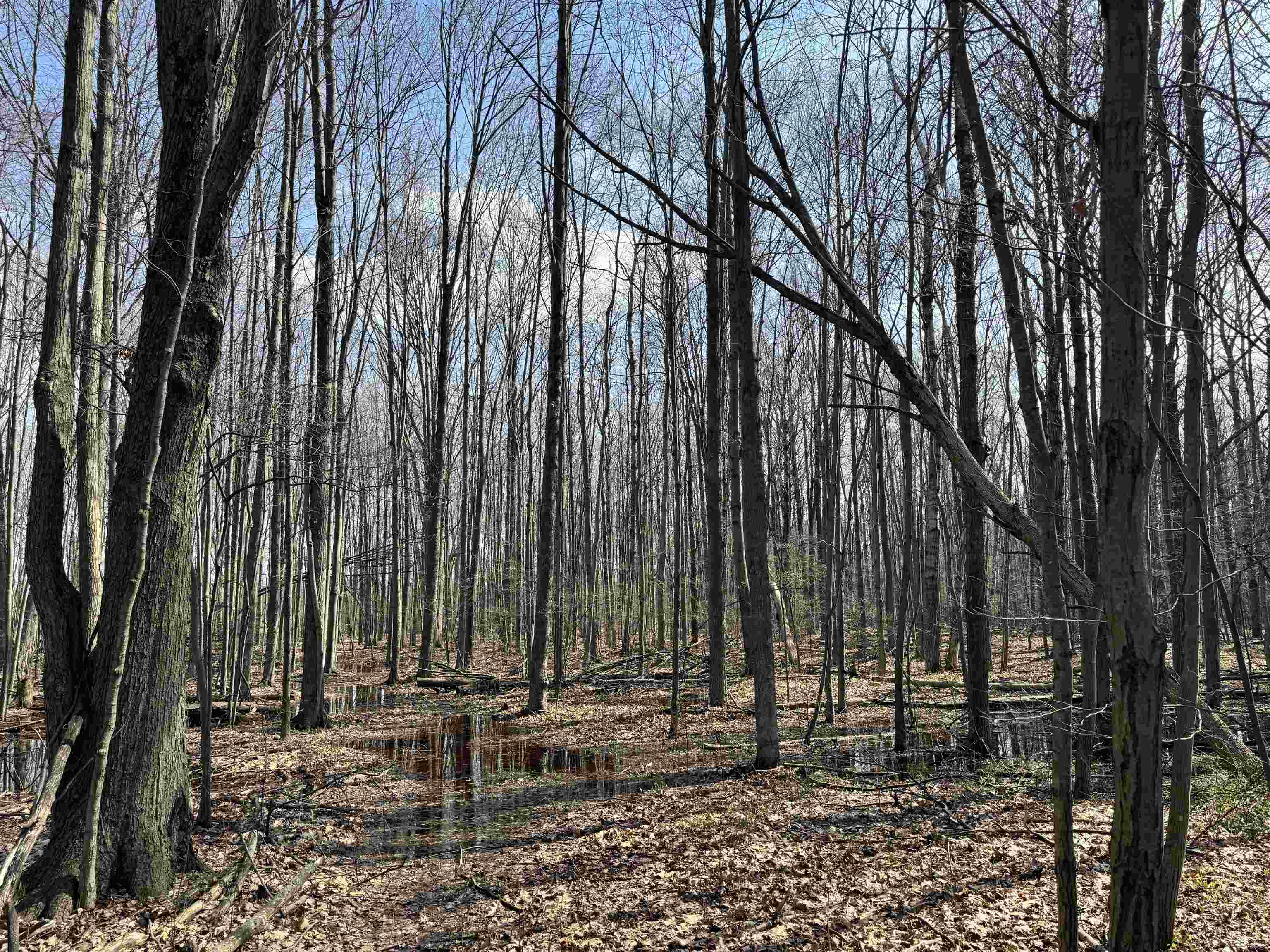 Tbd North Loomis Road Clare, MI 48617 - Photo 4 of 9