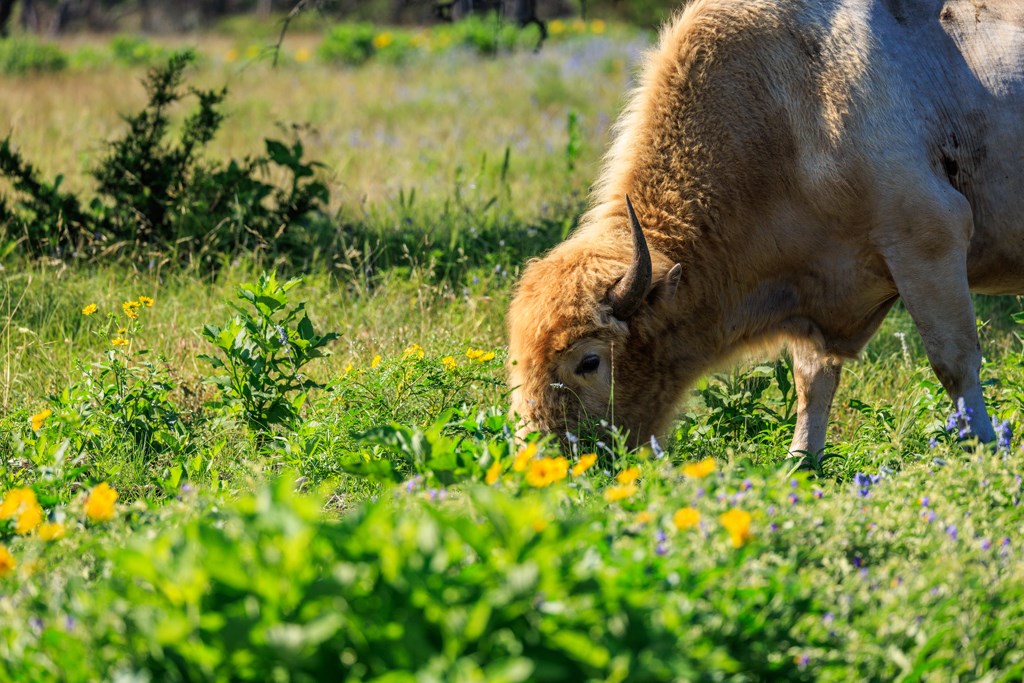 481 Living Water Ranch Road Harper, TX 78631 - Photo 12 of 24