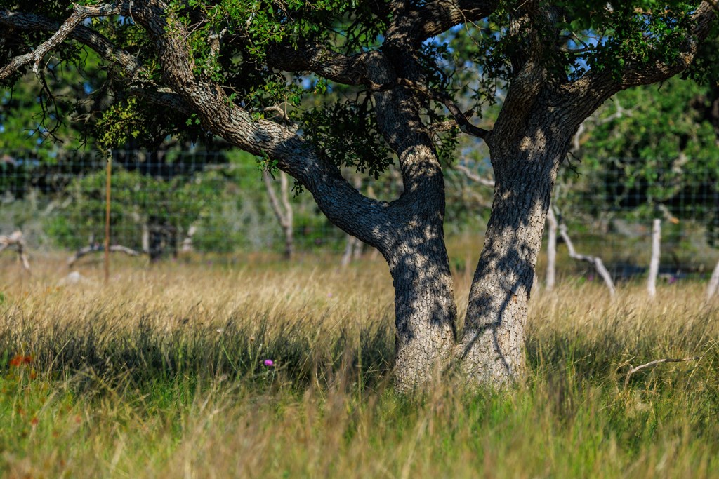 481 Living Water Ranch Road Harper, TX 78631 - Photo 13 of 24