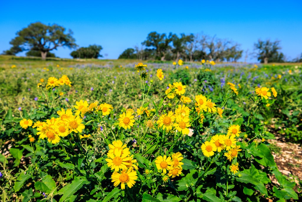 481 Living Water Ranch Road Harper, TX 78631 - Photo 24 of 24