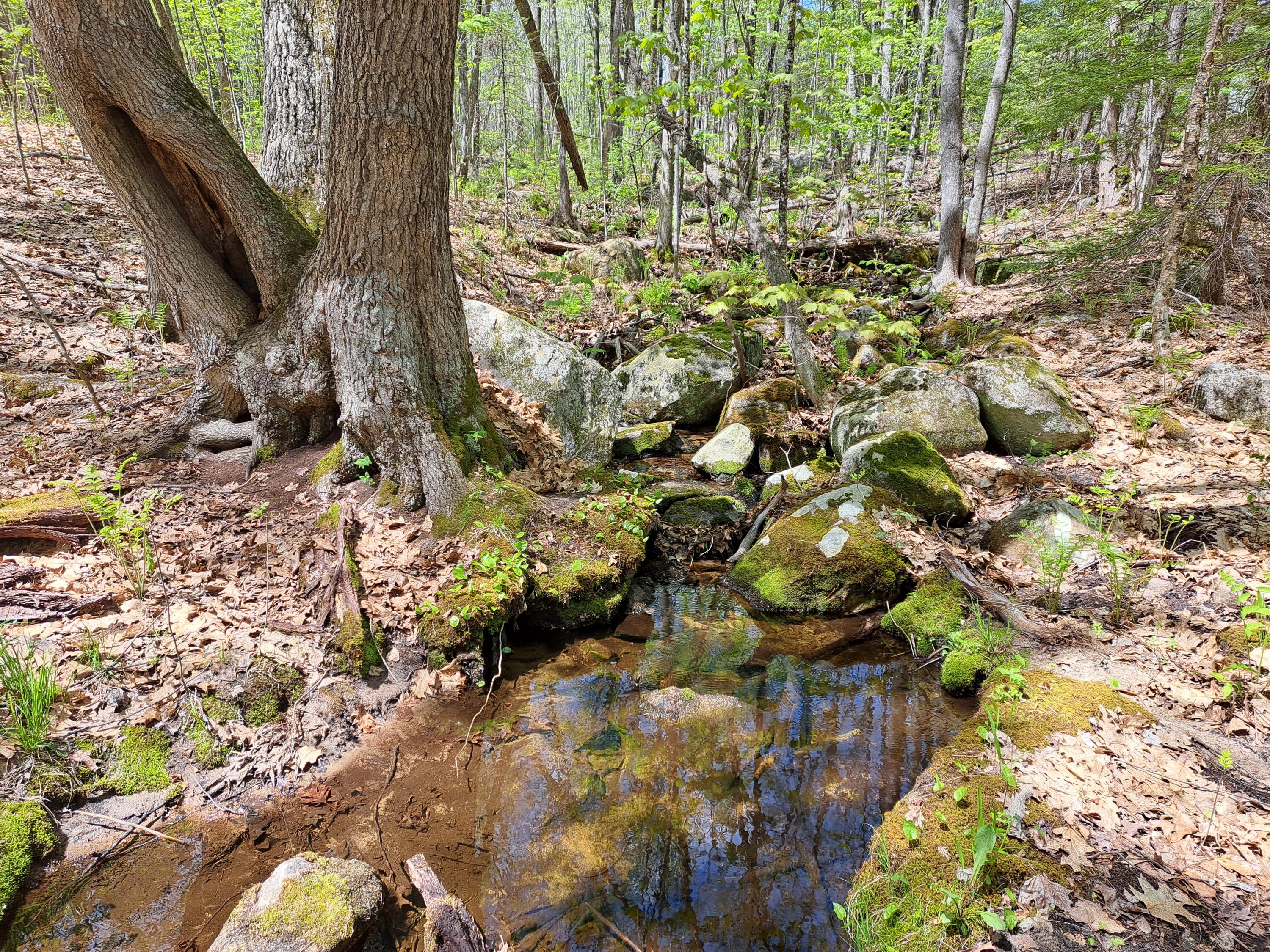 604 Cape Road Hollis Center, ME 04042 - Photo 21 of 24 20230512_121204