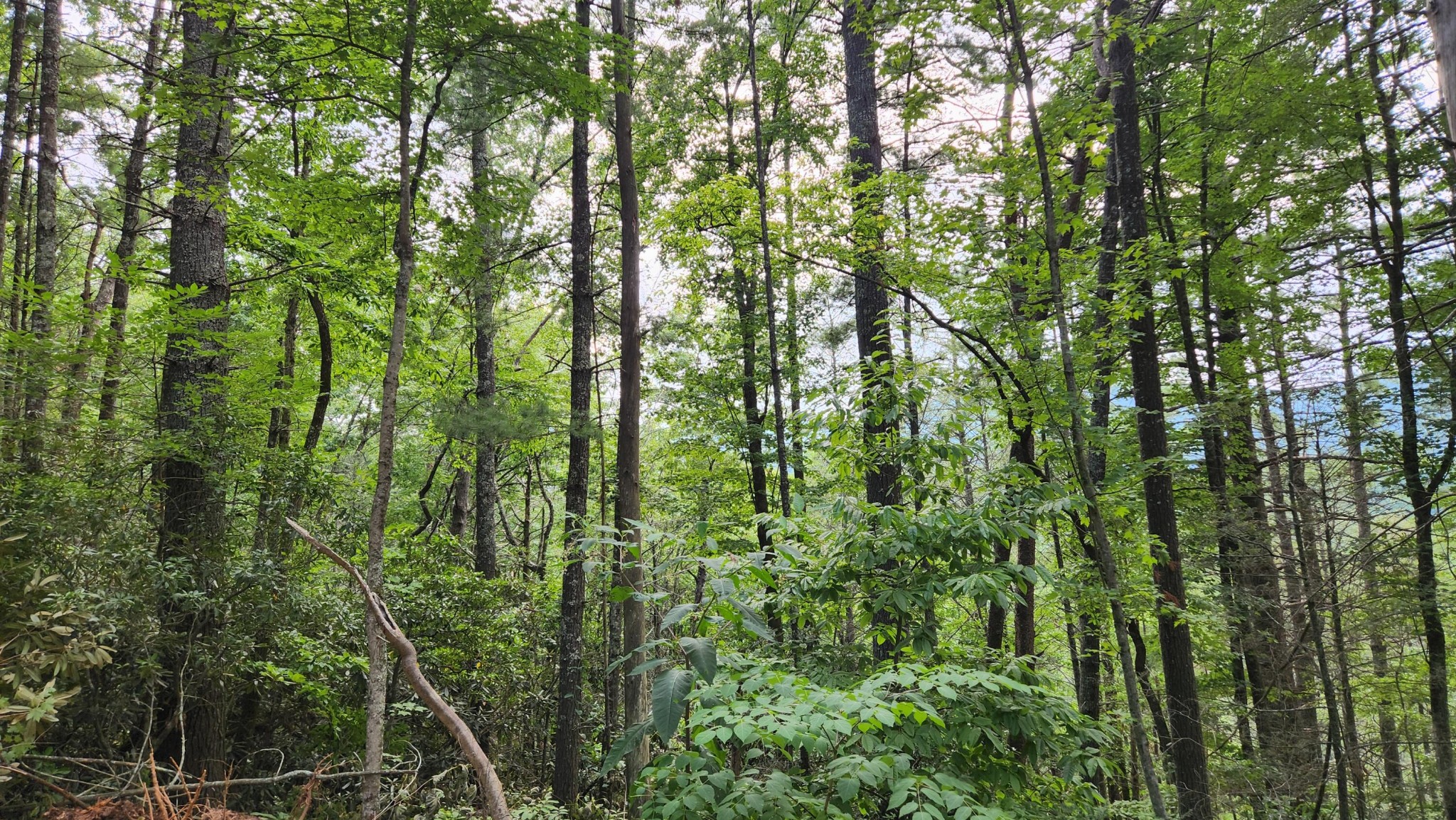 0 Tumbling Creek Road Copperhill, TN 37317 - Photo 26 of 62