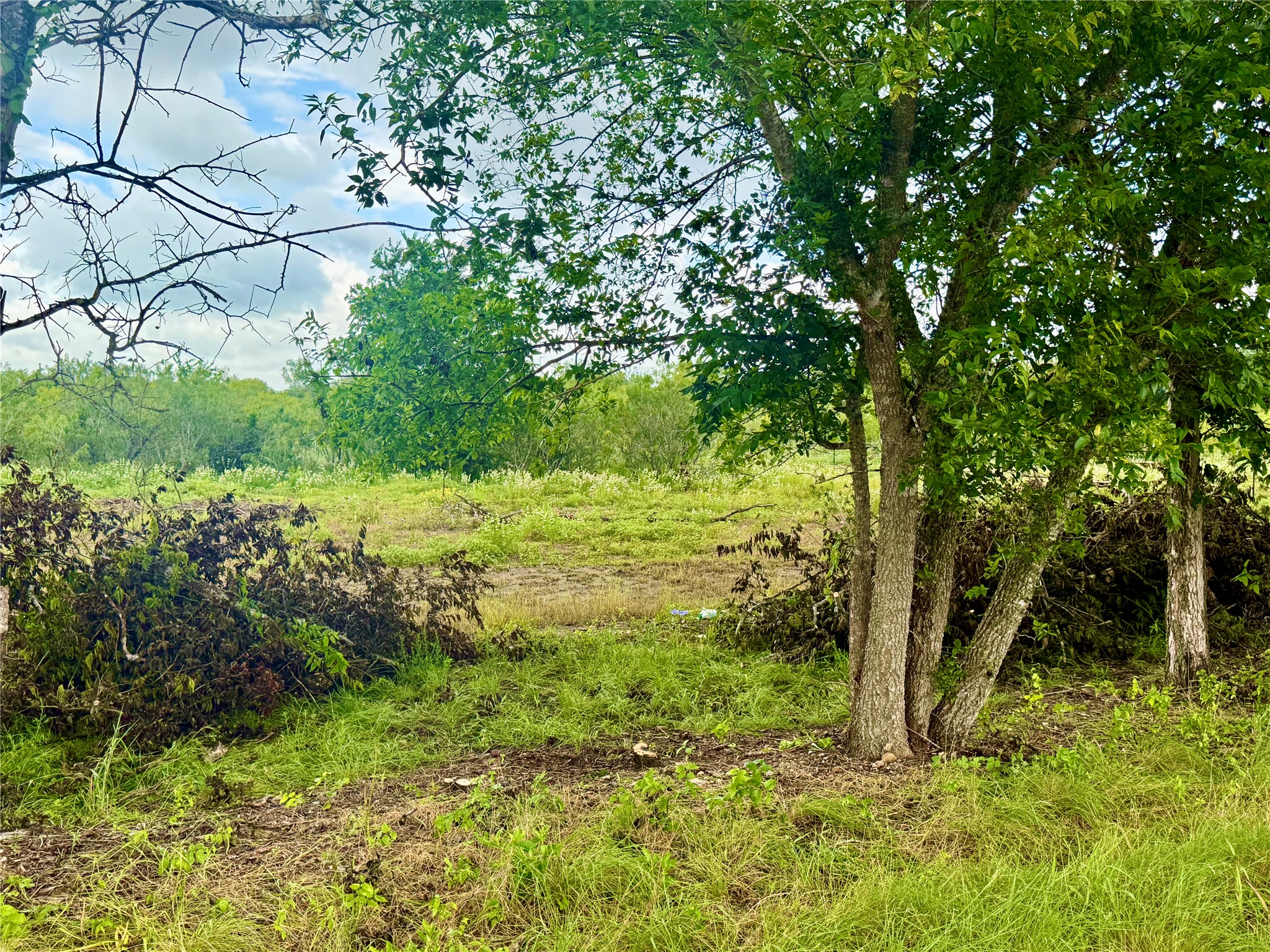 0 Engelke Road Kyle, TX 78640 - Photo 4 of 16 A verdant field with mature trees provides a peaceful, natural setting.