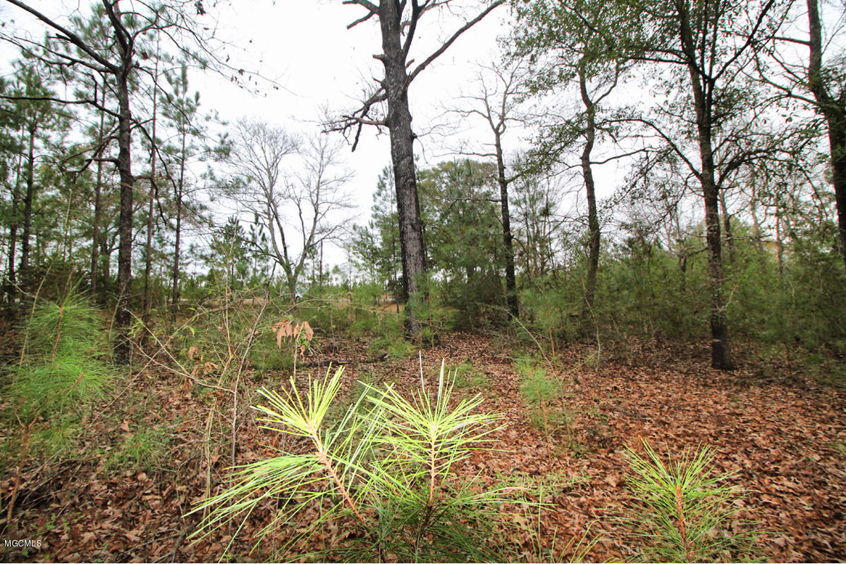 15.6-ac McInnis Vernal Road Lucedale, MS 39452 - Photo 8 of 18 IMG_0238