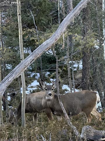 191 Nuaku Road Florissant, CO 80816 - Photo 46 of 48 Gallery Image 46