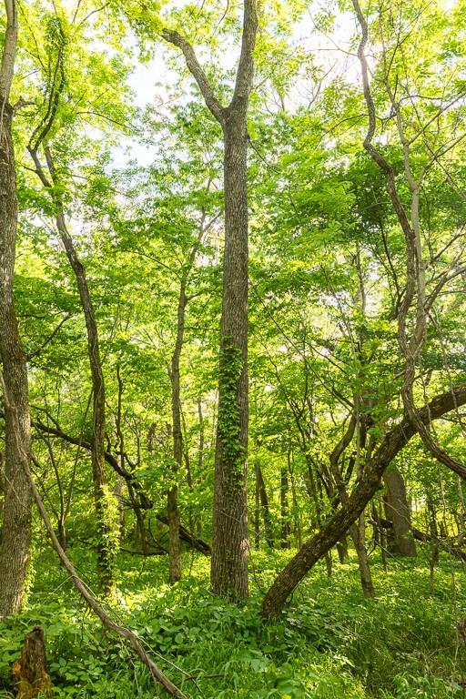 Tract A Northeast 900th Road Knob Noster, MO 65336 - Photo 23 of 42