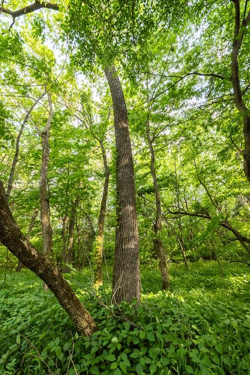 Tract A Northeast 900th Road Knob Noster, MO 65336 - Photo 24 of 42