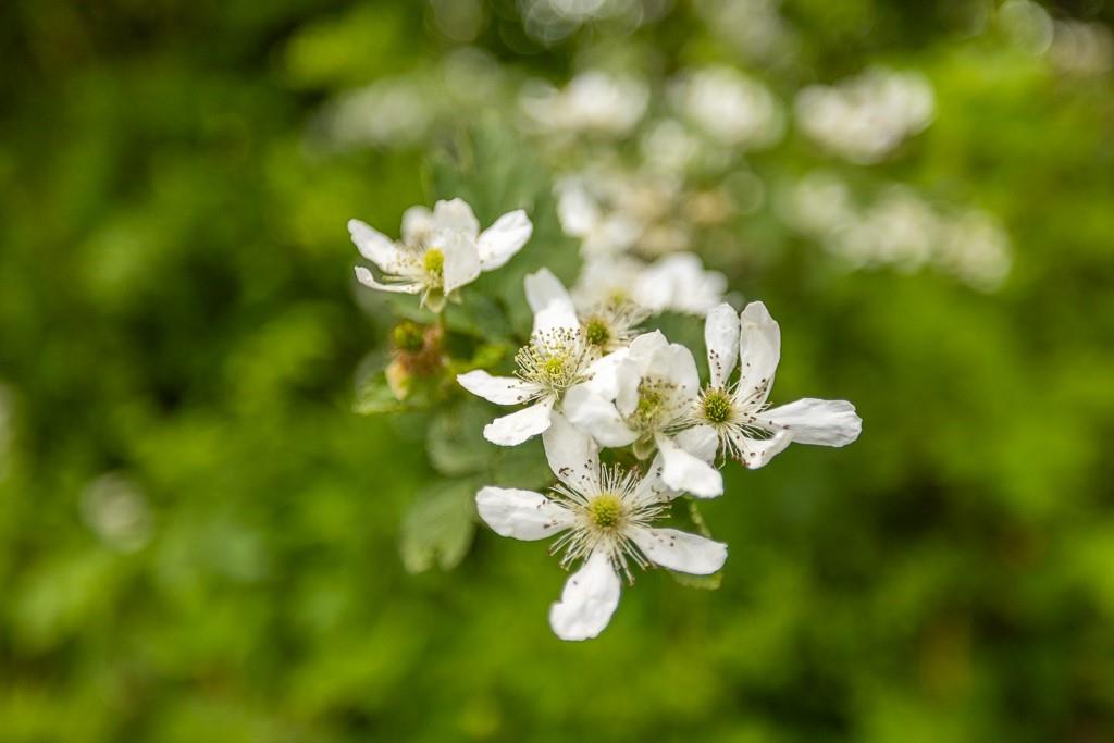 Tract A Northeast 900th Road Knob Noster, MO 65336 - Photo 31 of 42