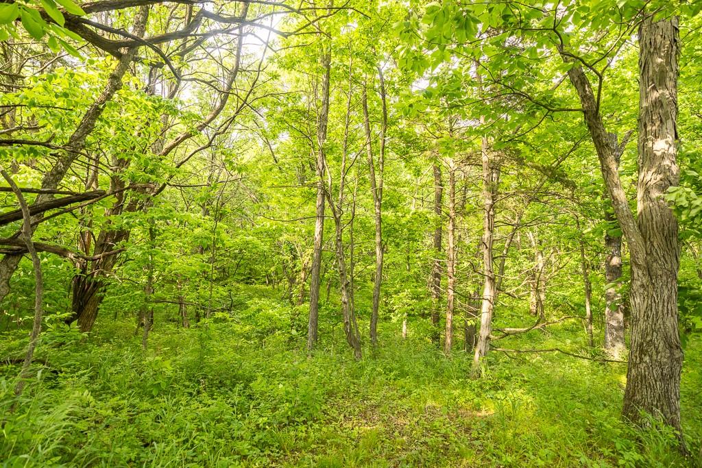 Tract A Northeast 900th Road Knob Noster, MO 65336 - Photo 38 of 42