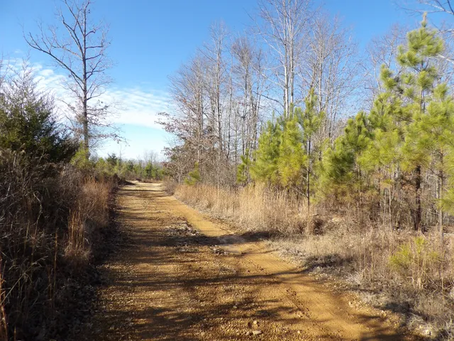 a view of a forest filled with trees