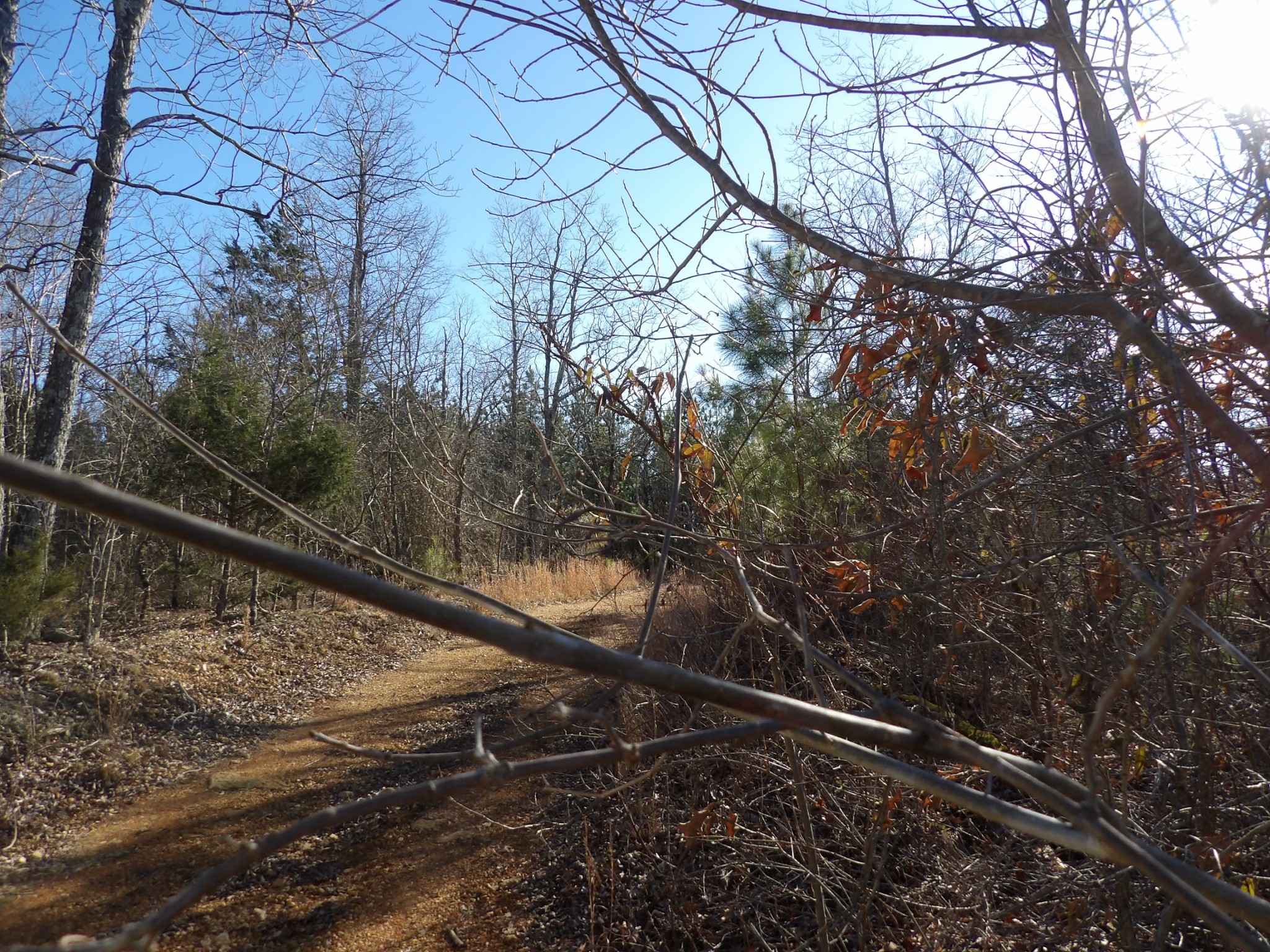 0 Smith Cemetery Road Waverly, TN 37185 - Photo 13 of 14 a view of balcony with two trees