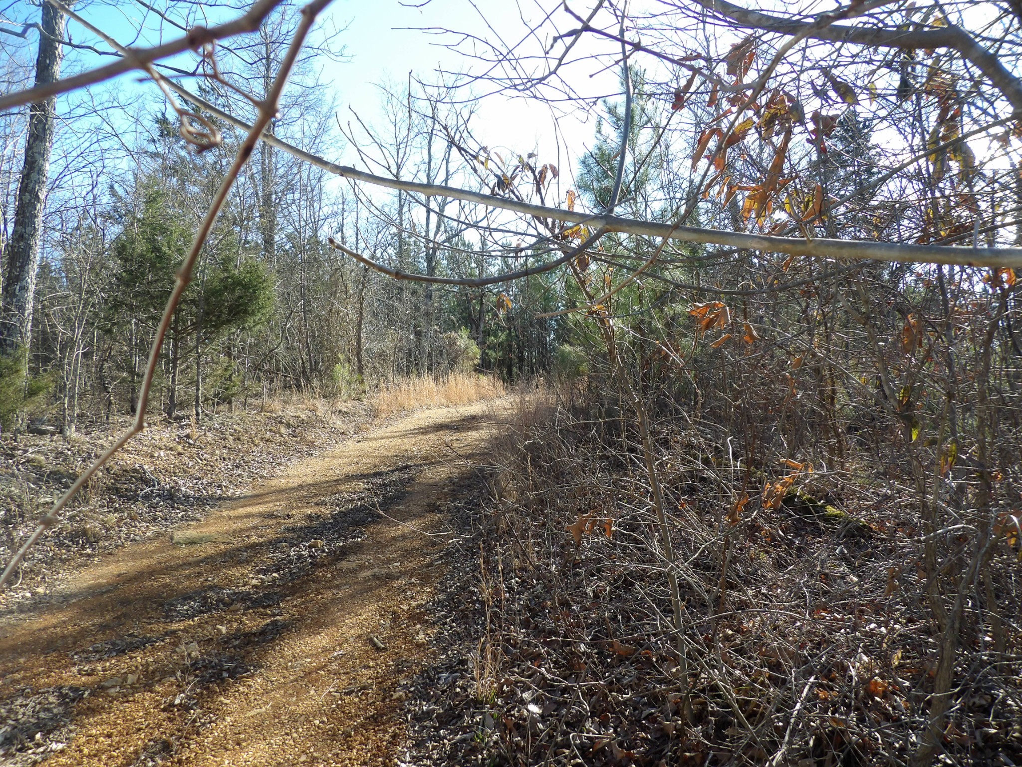 0 Smith Cemetery Road Waverly, TN 37185 - Photo 14 of 14 a view of a forest filled with trees
