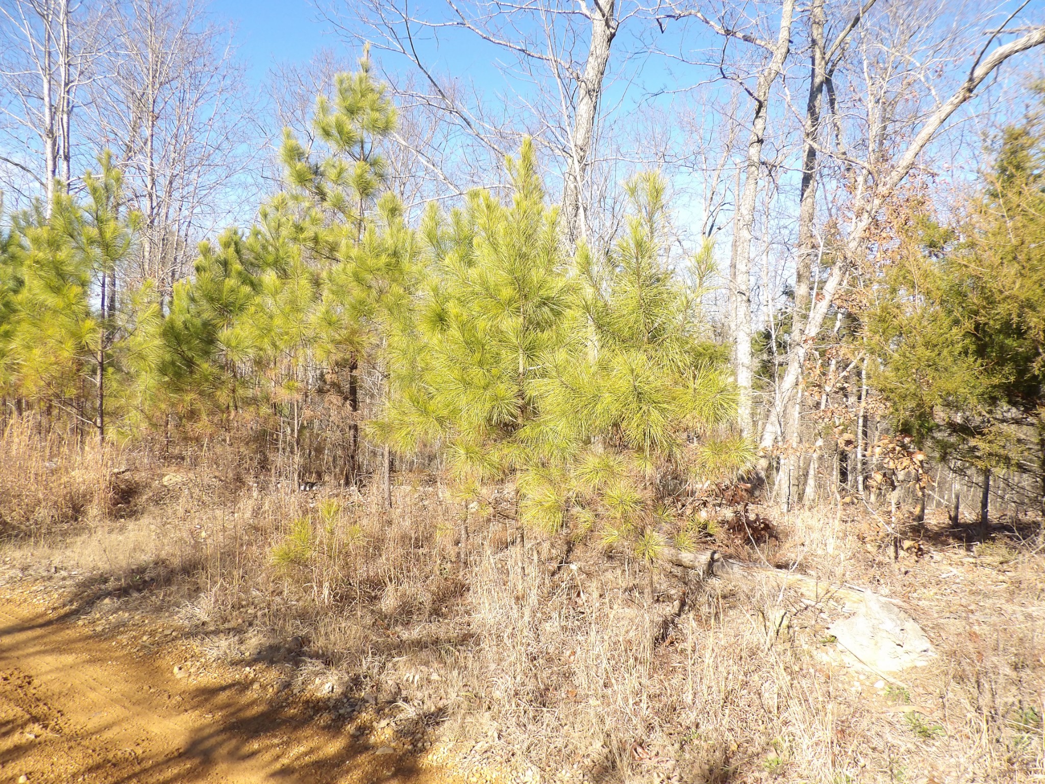 0 Smith Cemetery Road Waverly, TN 37185 - Photo 2 of 14